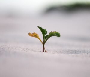 Business Idea Viability